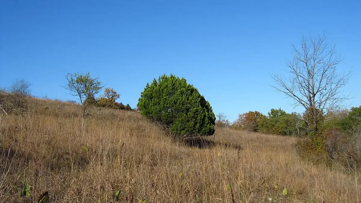 Ashe juniper growing in open grassland